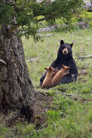 058 Yellowstone NP, Zwarte Beren.jpg